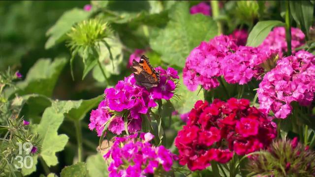 Des voix se lèvent pour demander au Conseil fédéral de revoir son plan d'action pour la biodiversité