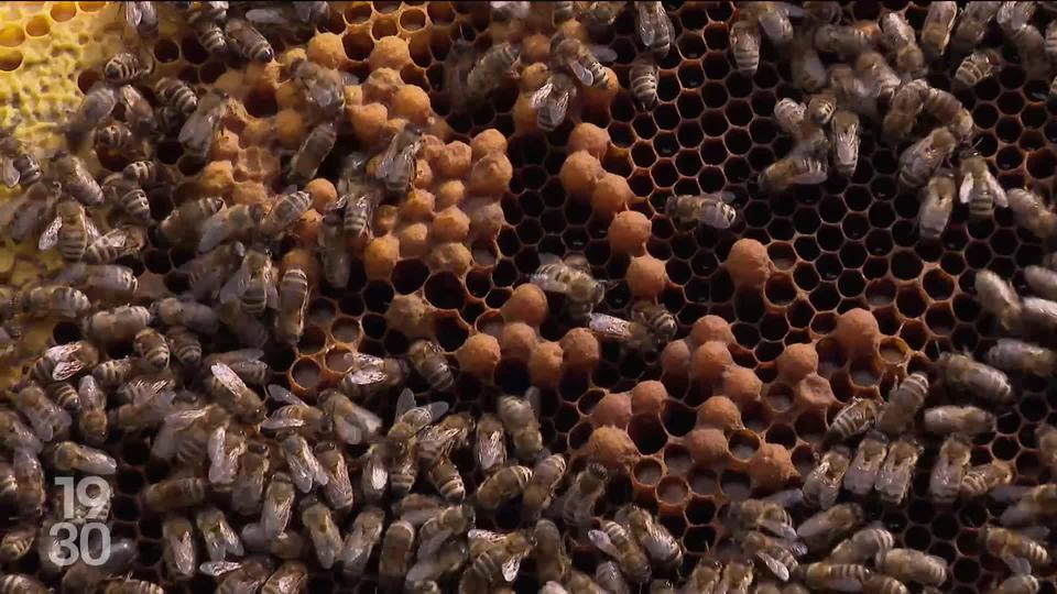 À l’occasion de la Journée mondiale de l’abeille, un centre de compétences en apiculture a ouvert ses portes en Valais