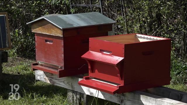 Depuis plusieurs années, les apiculteurs romands sont confrontés à des vols de ruches
