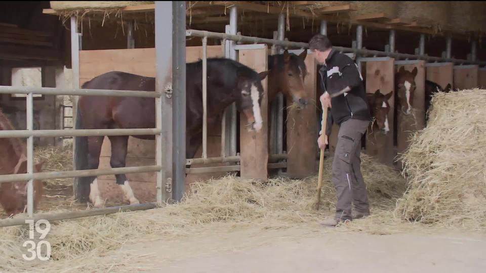 En Suisse, les agriculteurs subissent aussi des baisses de revenu. Et la tension grandit avec les milieux écologistes.