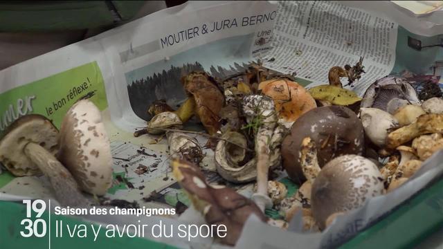 Alors que la cueillette des champignons bat son plein, certaines régions peinent à trouver des experts aptes à les identifier