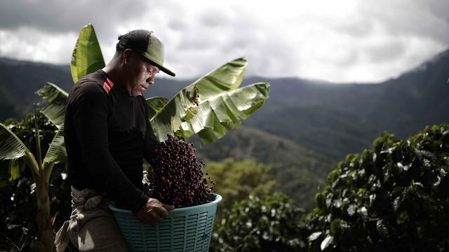 Un travailleur dans une plantation de café au Costa Rica. [KEYSTONE/EPA - JEFFREY ARGUEDAS]