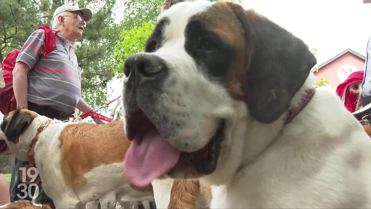 Les plus beaux chiens Saint-Bernard de la planète sont réunis ce week-end à Martigny (VS)