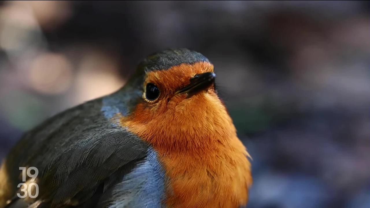 Le rouge-gorge élu oiseau suisse de l’année 2025. Un choix opéré pour la première fois par le public