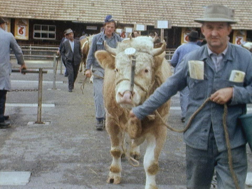 Des taureaux choyés