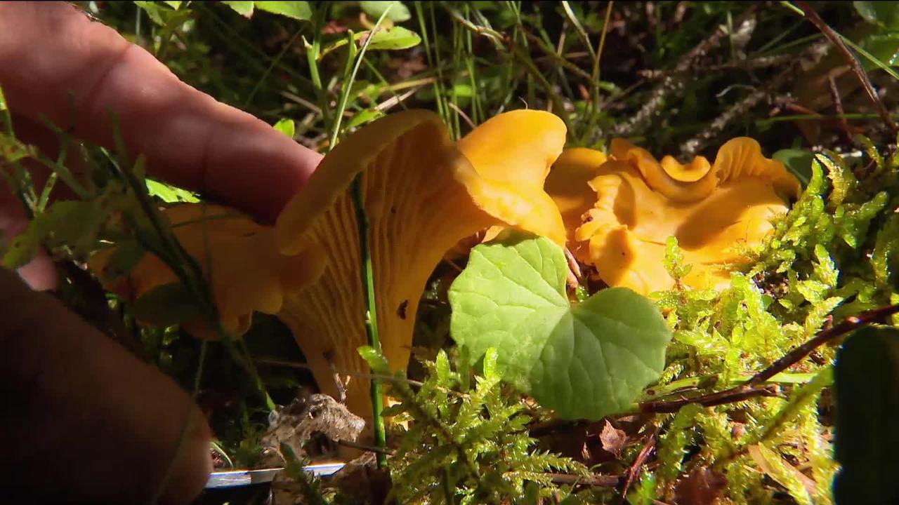 Champignons : cueillette rebelle