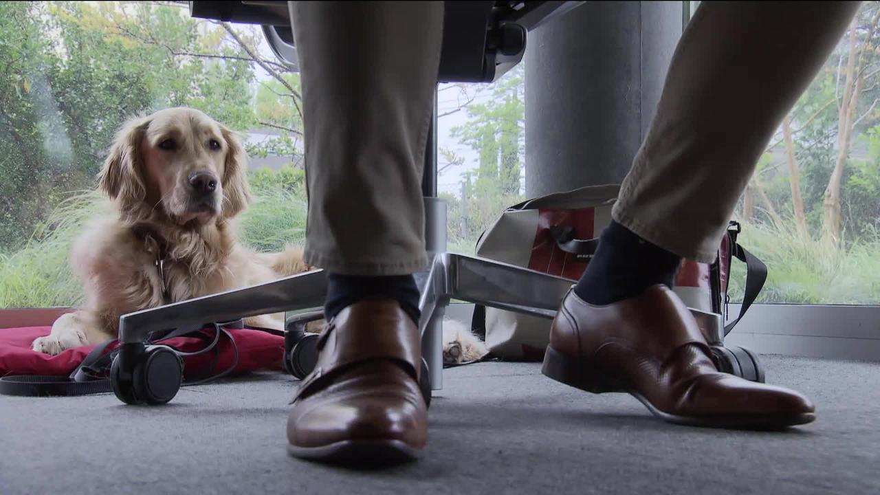 Les chiens au bureau