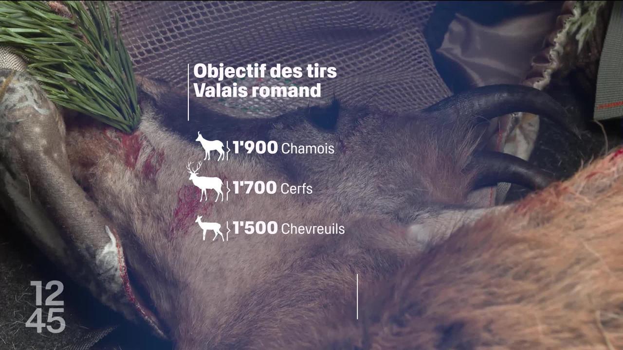 C'est l'affluence dans les montagnes valaisannes avec l'ouverture de la chasse haute