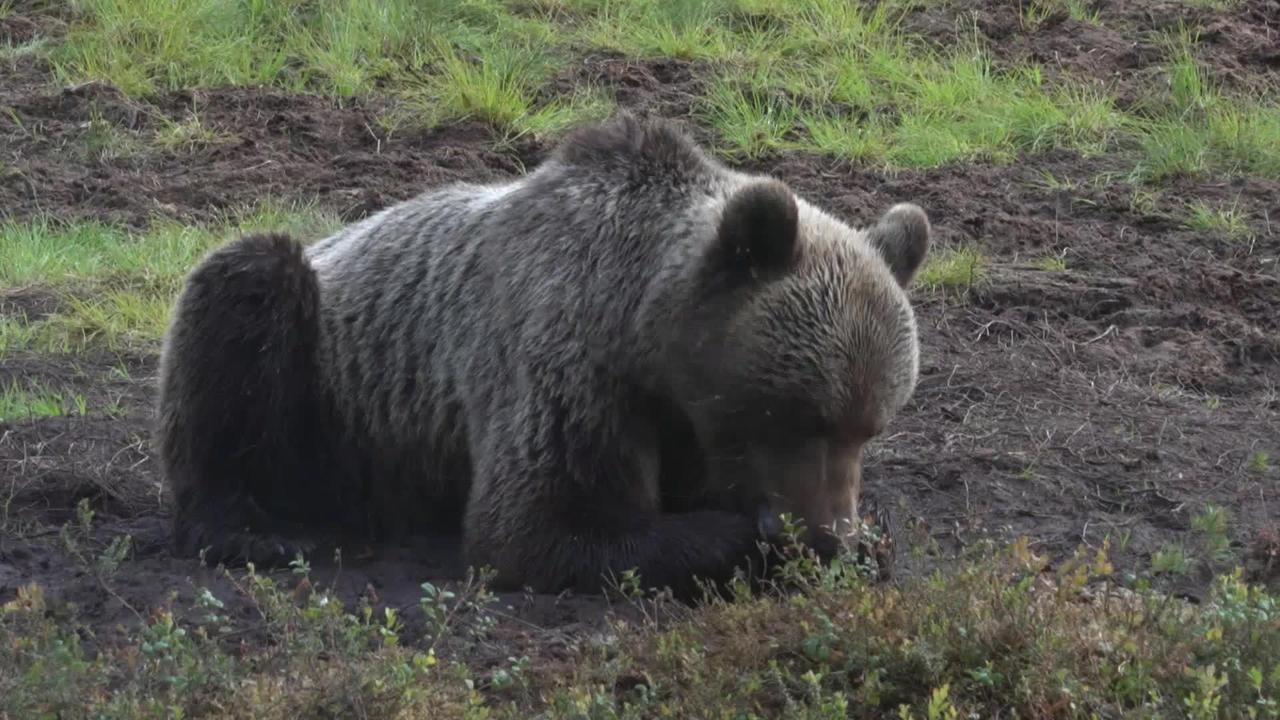 Photo d’animaux: L’envers du décor