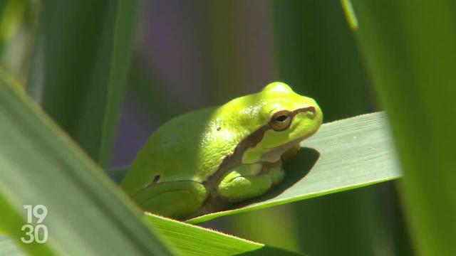 Votations fédérales : les partisans de l'initiative pour la biodiversité ont lancé leur campagne