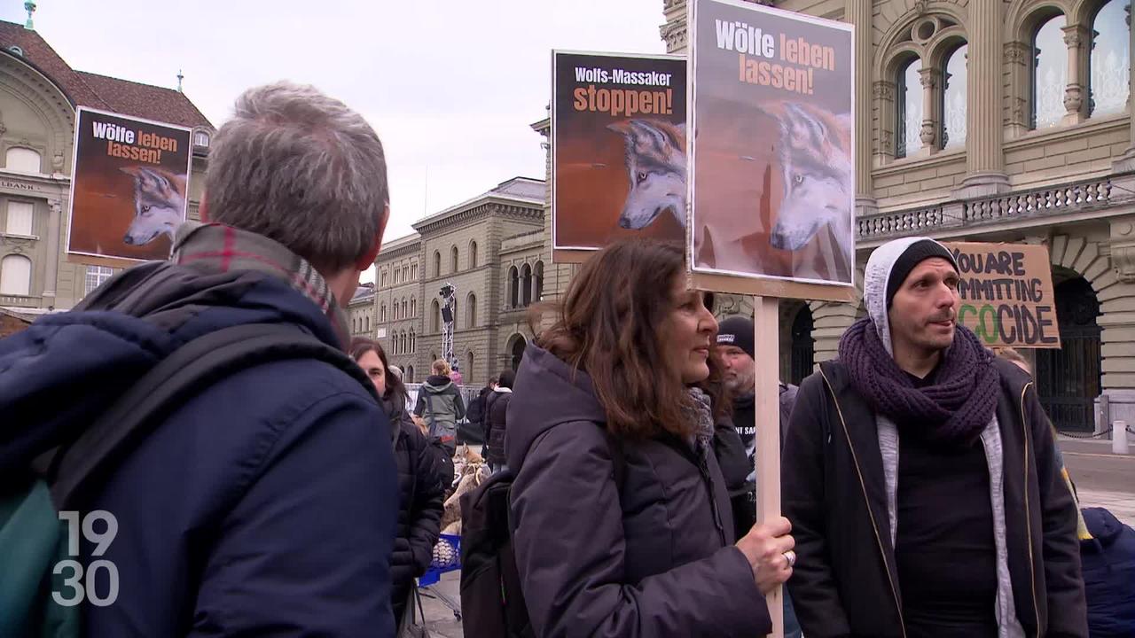 Les opposants à l'abattage de loups manifestent à Berne et dénoncent un massacre