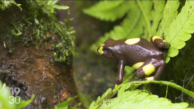 La Colombie est l’un des pays à la biodiversité la plus riche au monde avec près de 900 espèces animales différentes