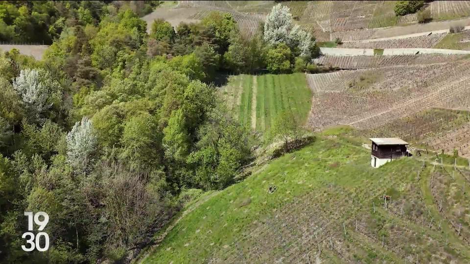 Pour faire face au changement climatique et au manque d'eau, les agriculteurs valaisans s'adaptent