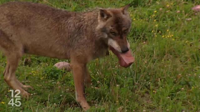 Berne donne son feu vert au tir de régulation des loups du Mont Tendre demandé par le canton de Vaud