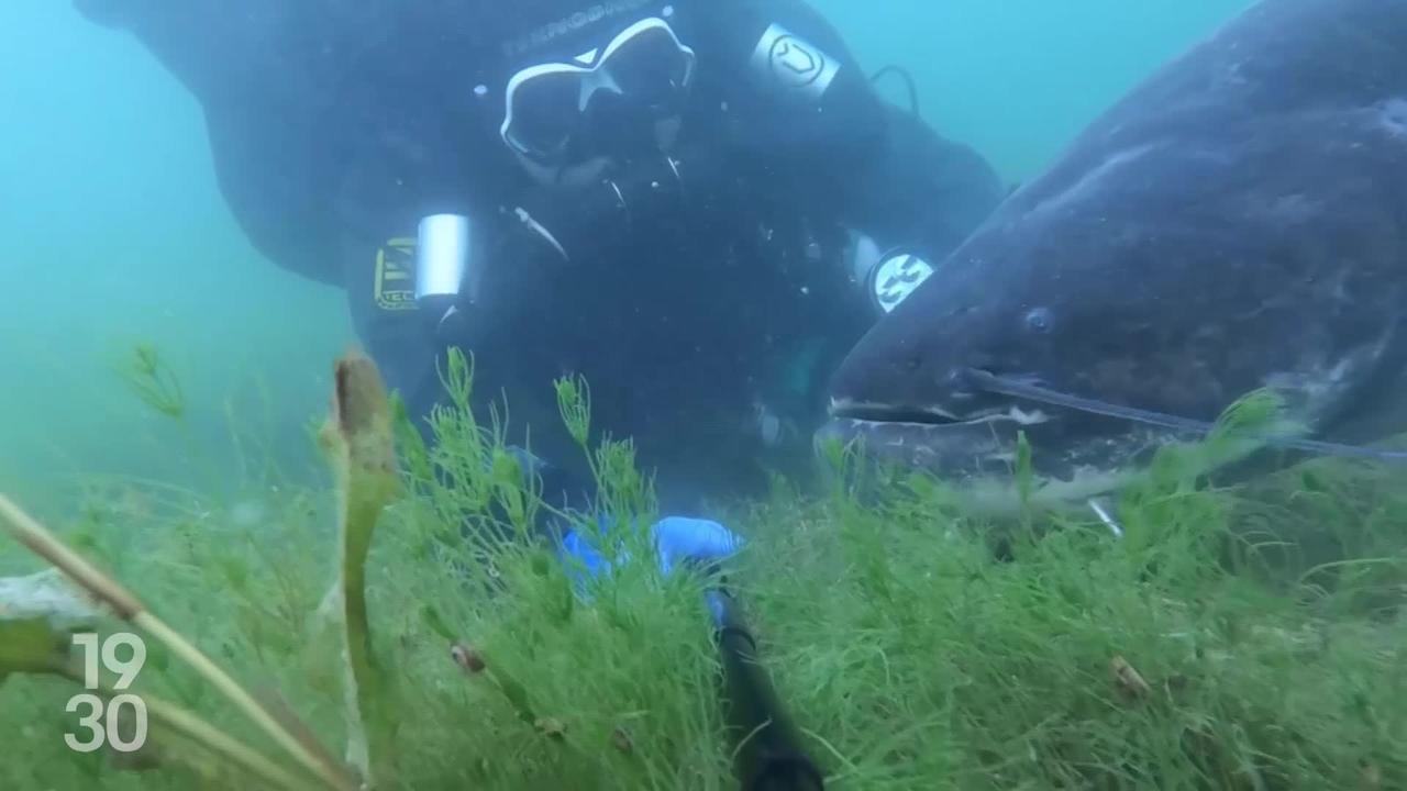 L'histoire à peine croyable d'une amitié sous-marine entre un silure et un plongeur