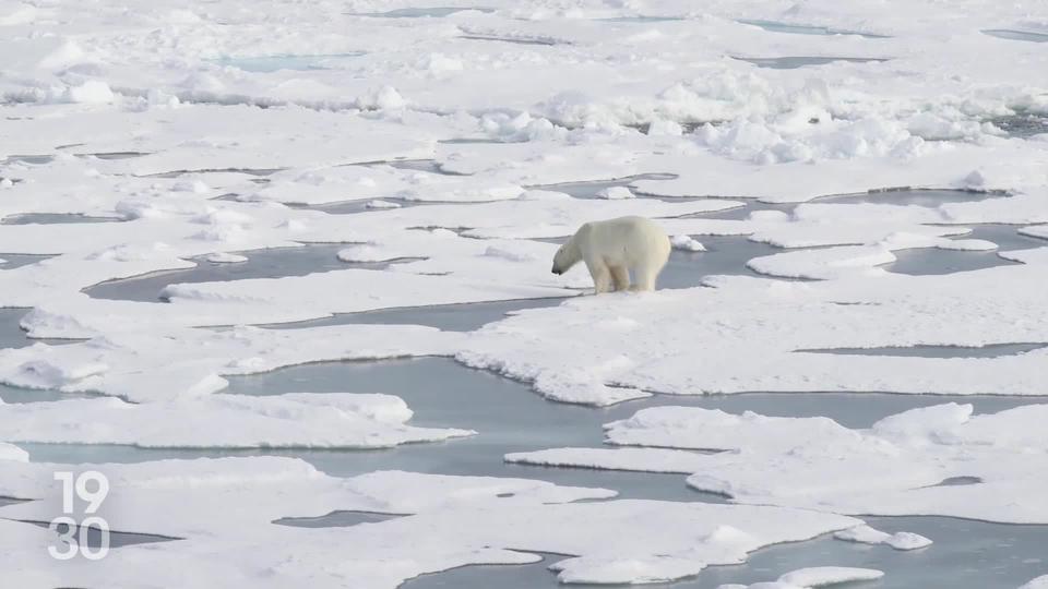 Sur l'archipel du Svalbard en Norvège, l'ours polaire est menacé par le réchauffement climatique