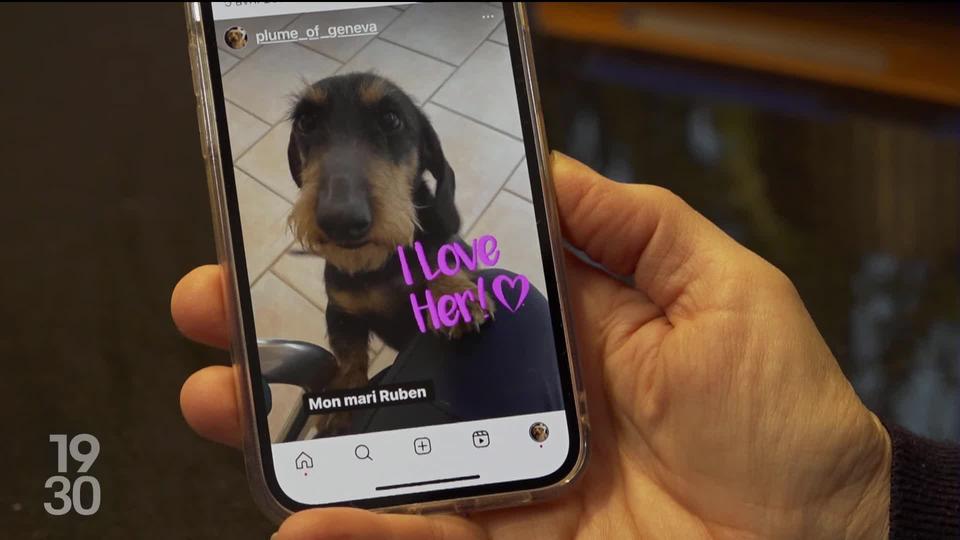 Les teckels sont les nouveaux chiens vedettes sur les réseaux sociaux. Cette race de basset est aussi de plus en plus prisée en Suisse