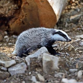 Un blaireau près de son terrier. [Depositphotos - kyslynskyy]