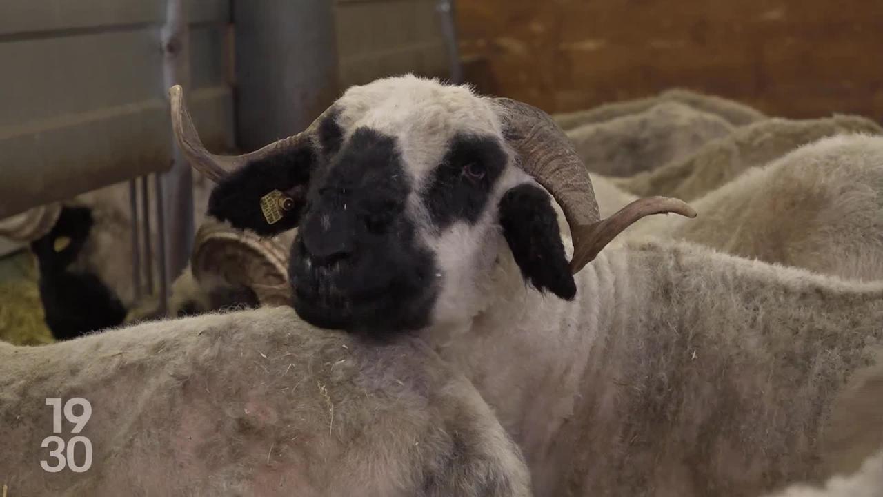 Les moutons au nez noir du Valais font le buzz sur les réseaux sociaux. Au point de devenir une attraction touristique