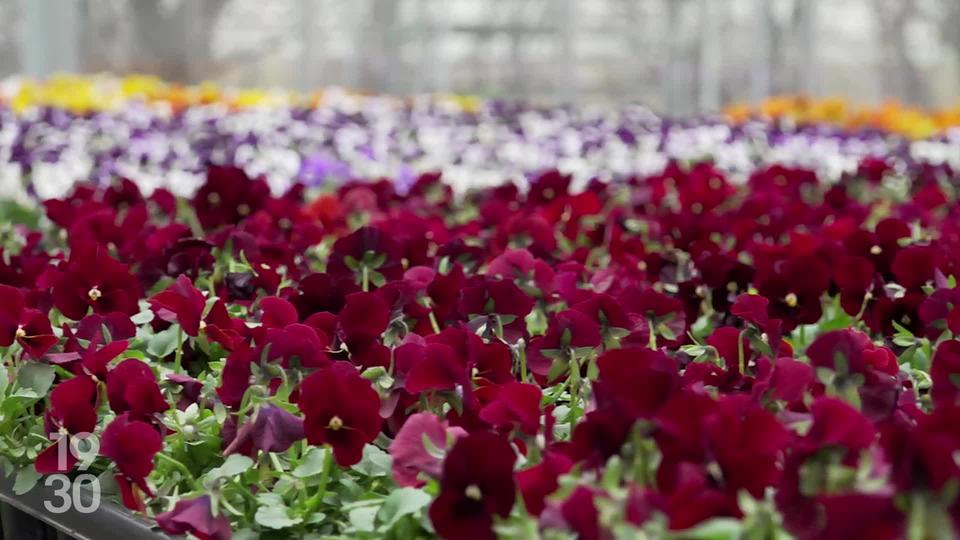 Stimulées par la chaleur précoce, les fleurs éclosent avec deux semaines d’avance dans les espaces publics des villes.