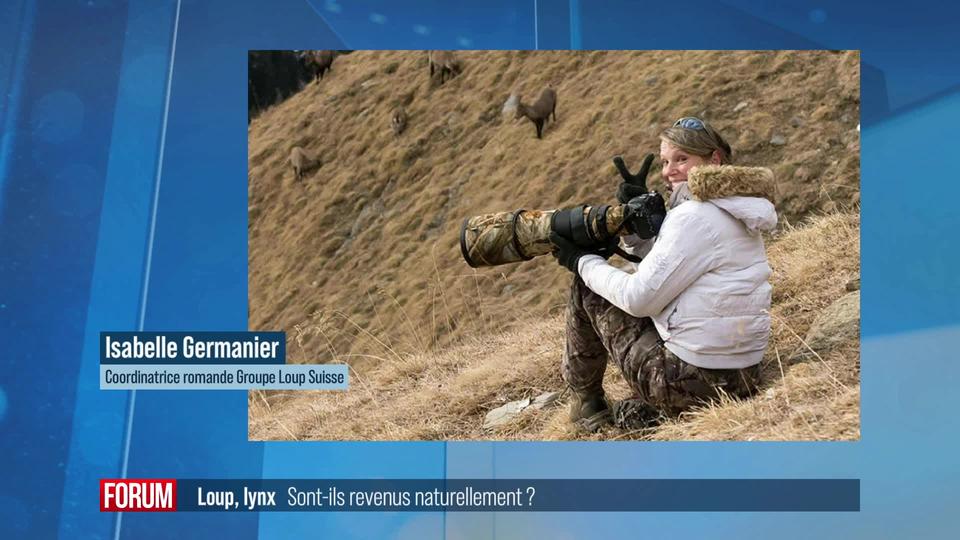 Les loups et les lynx sont-ils revenus naturellement en Suisse? Interview d’Isabelle Germanier