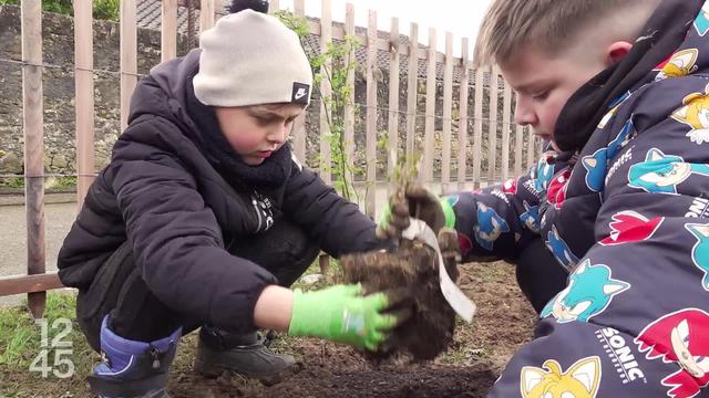 Sensibilisation à la biodiversité à Neuchâtel. Des élèves d'Hauterive ont planté des arbustes autour de leur école