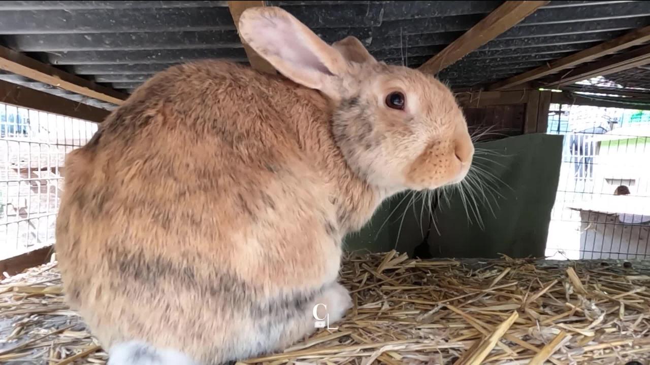 Après avoir été adoptés, de plus en plus de lapins finissent par être abandonnés. Des associations leurs viennent en aide