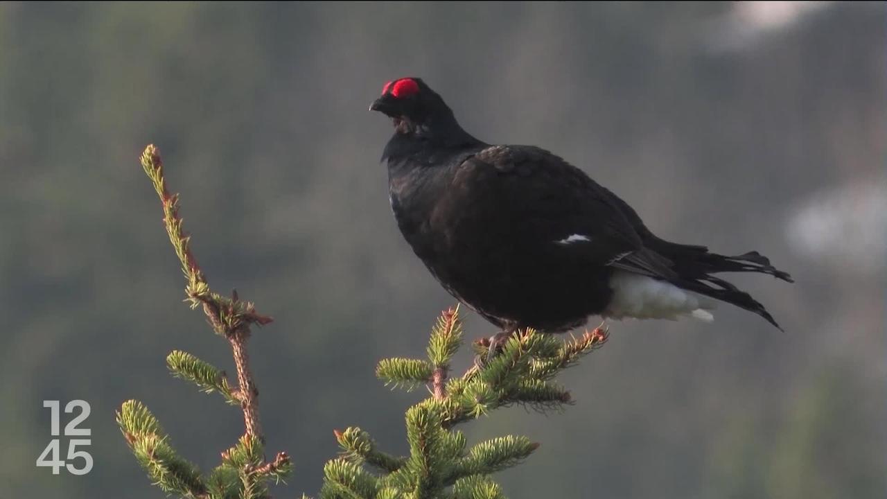 Le canton de Fribourg veut minimiser l’impact humain sur la faune sauvage