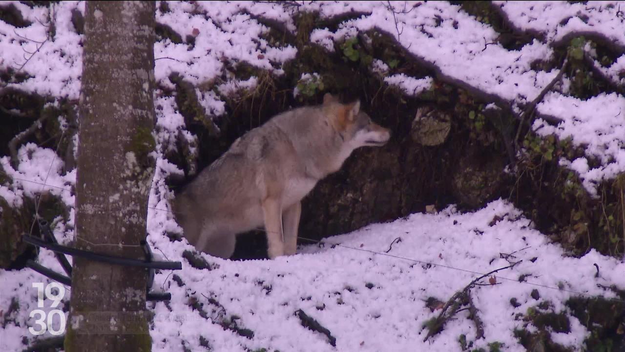 Régulation des meutes de loups : le Valais a obtenu deux autorisations de tir supplémentaires, malgré les critiques des écologistes