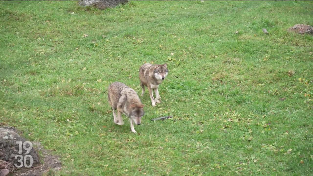 Le Conseil des Etats décide de faciliter l'abattage des loups. L'indemnisation des agriculteurs sera aussi renforcée