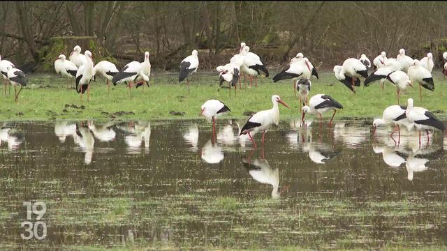 Depuis 15 jours, une colonie de cigognes séjourne dans la région du lac de Morat (FR)