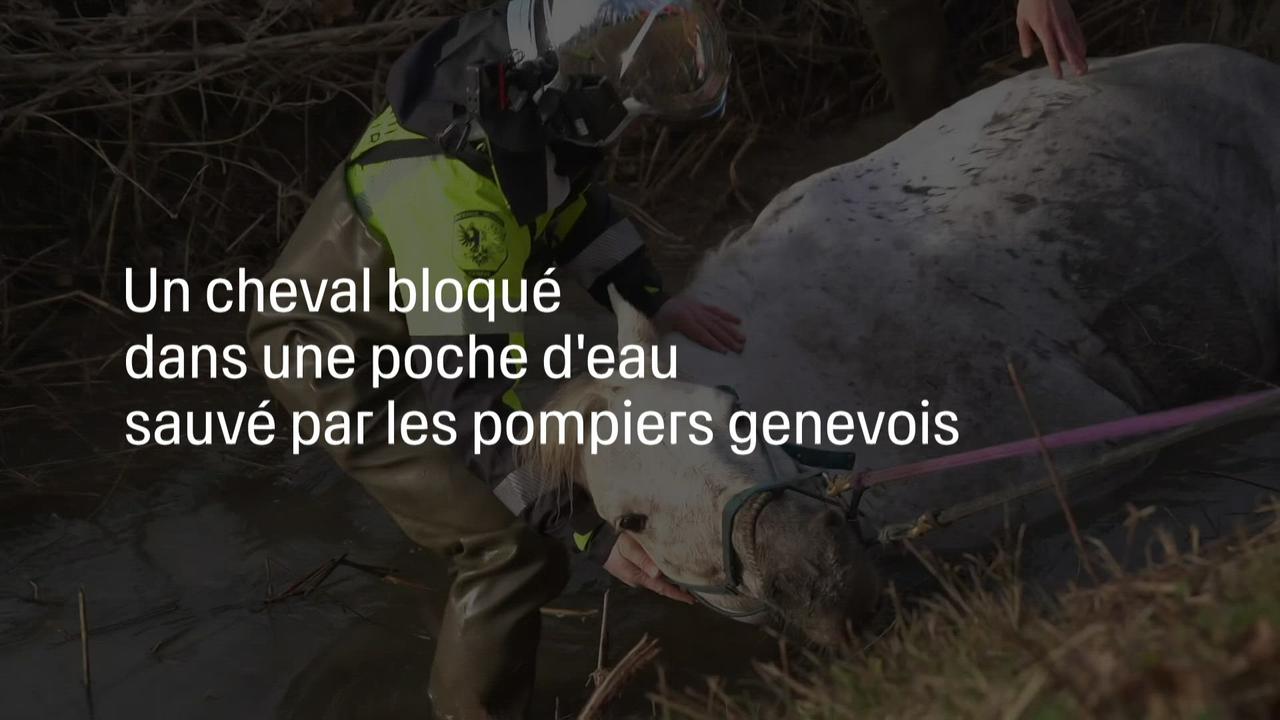 Un cheval tombé dans une poche d'eau secouru par les pompiers genevois