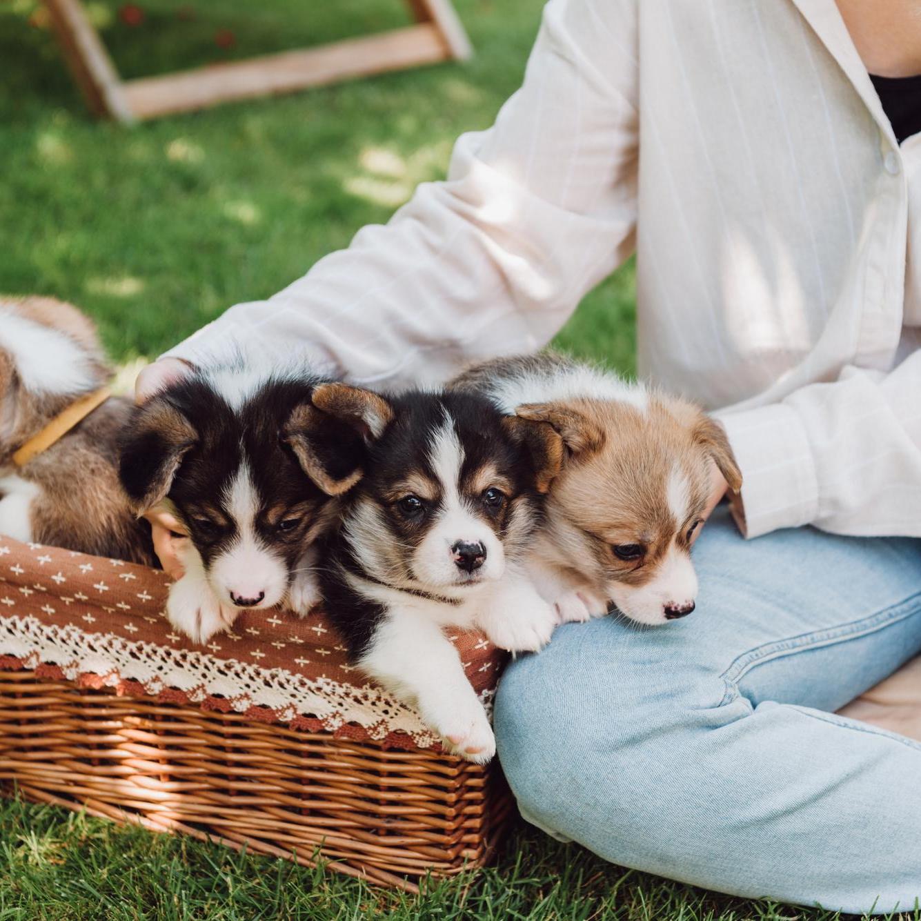 Importation de chiots, changement de pays et état des lieux