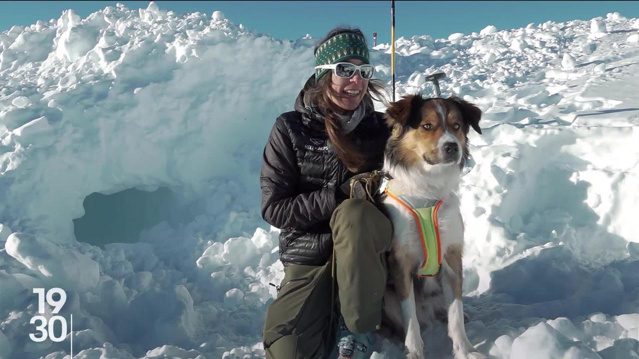 Les chiens d'avalanche restent des aides précieuses pour les secours en montagne