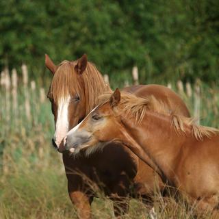 Dis pourquoi le cheval [Depositphotos - nigelb10]