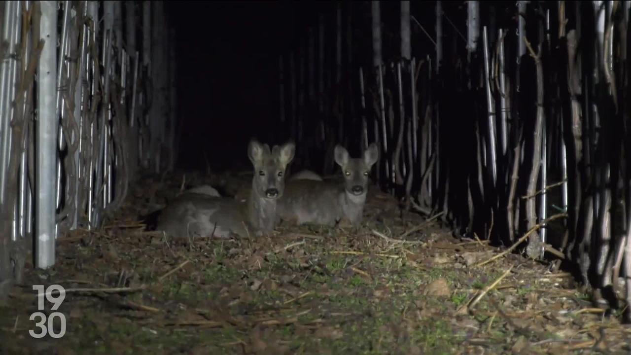 Genève pourra ordonner le tir des cerfs dans les bois de Versoix