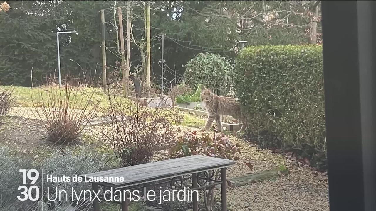 Un lynx a été aperçu à deux reprises dans un jardin lausannois. Un phénomène qui devient de plus en plus fréquent