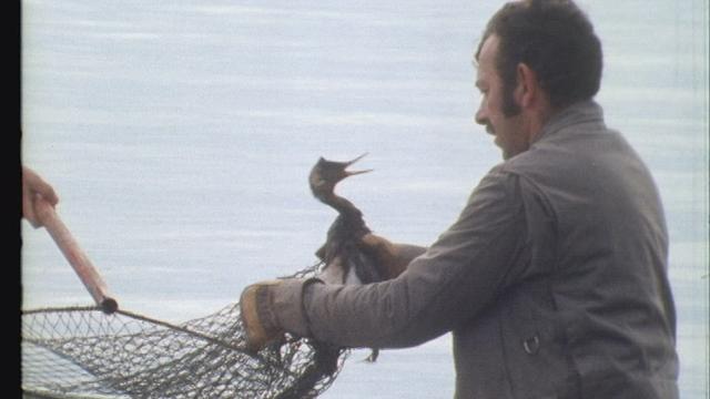 Pollution du Lac de Neuchâtel en 1978