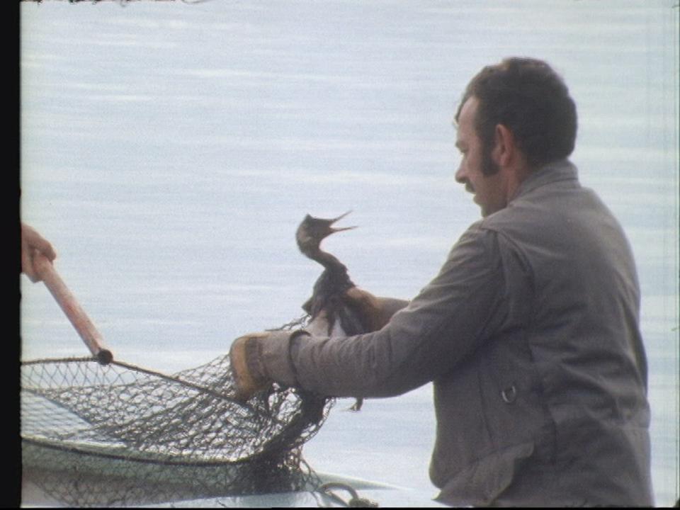 Pollution du Lac de Neuchâtel en 1978