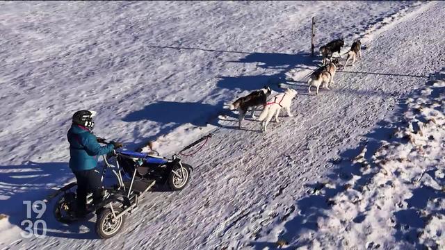 Pour pallier l’absence de neige, les courses de chiens de traîneaux de Saignelégier s’ouvriront cette année aux attelages sur roues