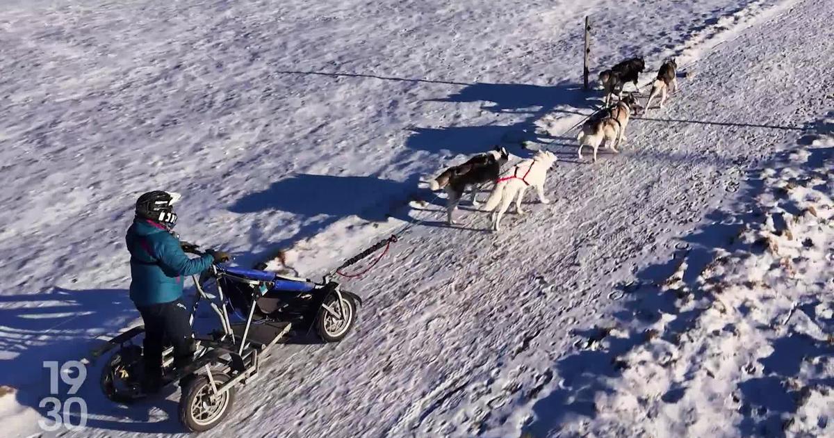 When Snow Fails, Husky Sleds Roll: A Unique Winter Adventure – RTS.ch