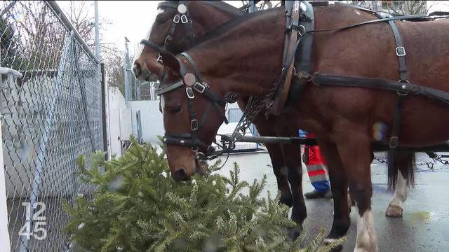 A Fribourg, des chevaux pour ramasser les sapins de Noël