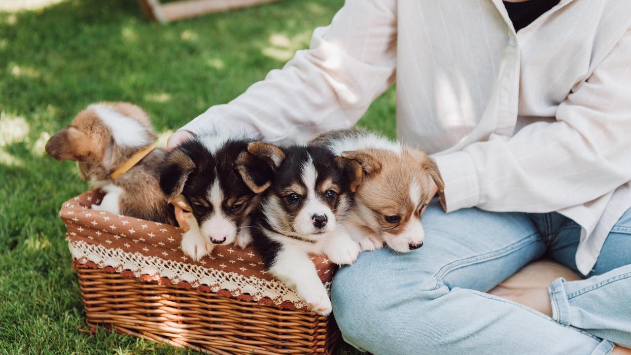 Des chiots dans un parc. [Depositphotos - MicEnin]