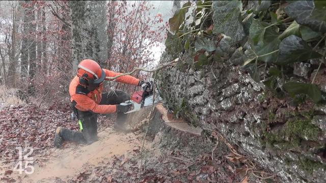 En Gruyère 4 majestueux chênes abattus pour la traditionnelle vente aux enchères