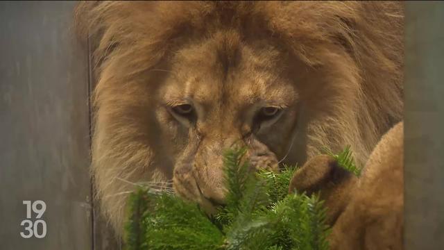 A Bienne et à Servion, les parcs zoologiques recyclent les sapins de Noël pour nourrir les animaux