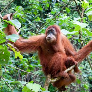 Les orangs-outans sont très dépendants d'un biotope précis. [Depositphotos - matejh]