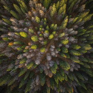 Cette photographie aérienne prise montre des épicéas morts au milieu de la forêt du Risoux. Le Chenit, le 19 octobre 2022. [AFP - Valentin Flauraud]
