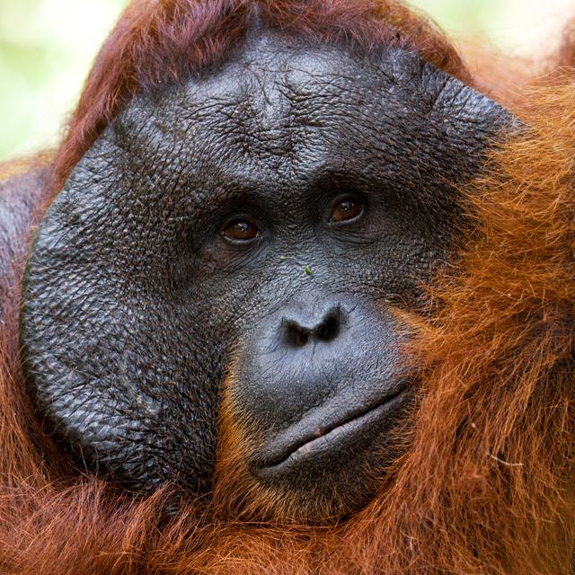 L'orang-outan, une espèce menacée. [Depositphotos - GUDKOVANDREY]