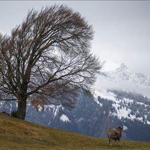 Des vents tempétueux, souvent de la bise, soufflent sur la Suisse romande depuis samedi soir. [Keystone]