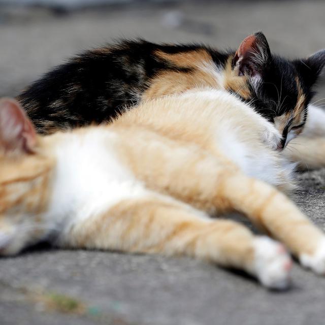 Deux chats dormant sur le sol. [Reuters - David W Cerny]